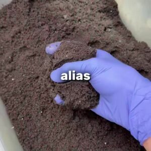 Powder Sour Blacdeath Justfluff Asli 100% Halal - Gambar 2